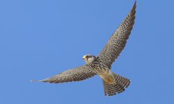 Fastest Animal on Earth: The Peregrine Falcon’s High-Speed Dive