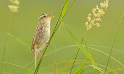 Growing Up Wet: The Life Stages of the Aquatic Warbler