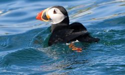 What Makes the Atlantic Puffin the Most Colorful Bird of the North Atlantic?
