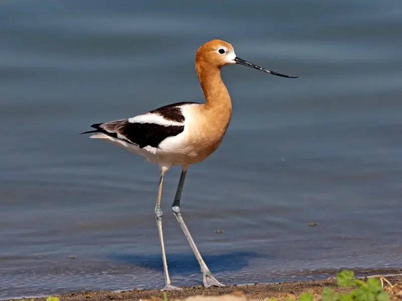 Avocets and Stilts of Hawaii