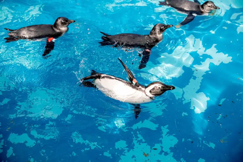 Baby Penguins Take the Plunge- How Chicks Learn to Swim