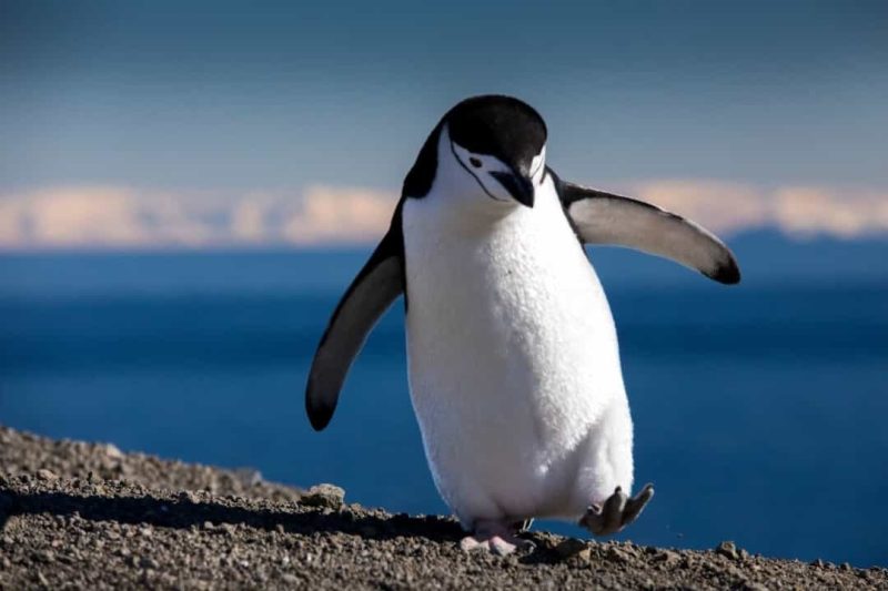 Baby Penguins Take the Plunge- How Chicks Learn to Swim
