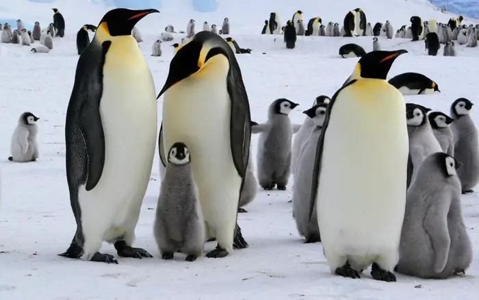 Baby Penguins Take the Plunge- How Chicks Learn to Swim