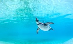 Baby Penguins Take the Plunge: How Chicks Learn to Swim