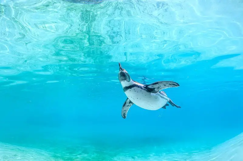 Baby Penguins Take the Plunge- How Chicks Learn to Swim
