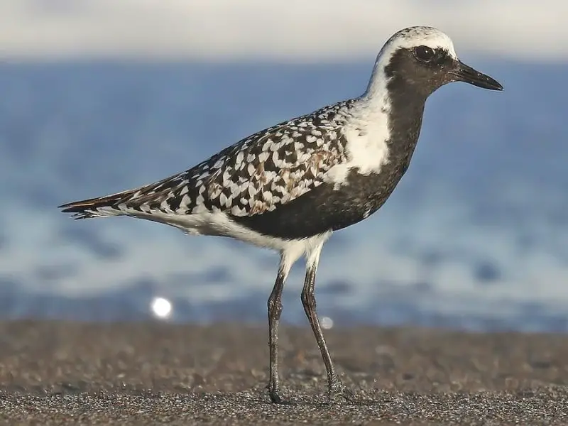 7 Types of Plovers in Michigan