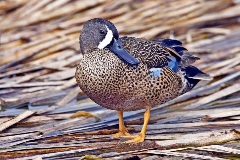 Ducks in Michigan