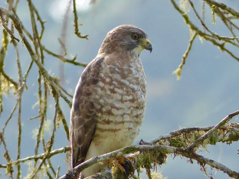 20 Hawks of North America and What’s on Their Menu