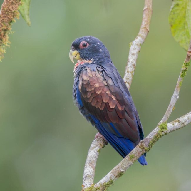 Top 5 Most Beautiful Purple Parrots in the World
