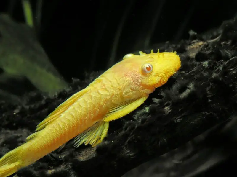 Are These the 10 Strangest Horned Fish in the World?