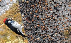 California’s Acorn Woodpeckers: Masters of the Granary Tree