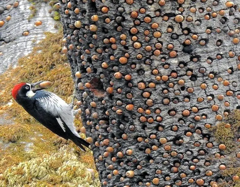 California’s Acorn Woodpeckers- Masters of the Granary Tree