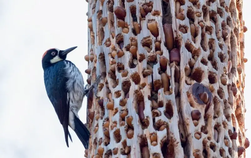 California’s Acorn Woodpeckers Masters of the Granary Tree