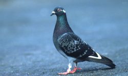 Can You Keep a Rock Pigeon? How to Care for This Urban Bird