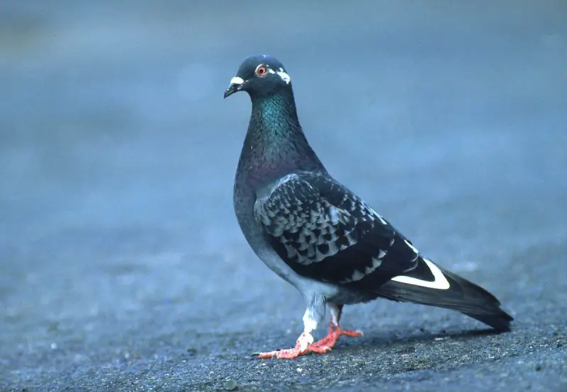 Can You Keep a Rock Pigeon? How to Care for This Urban Bird