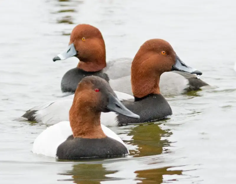 Ducks in Michigan