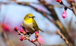 Caring for White-Eyes at Home: A Guide for U.S. Bird Enthusiasts