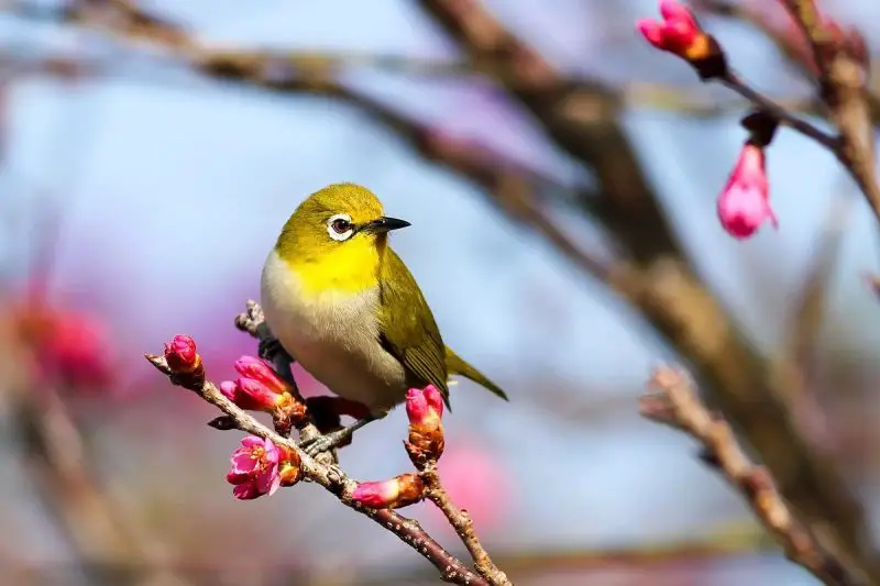 Caring for White-Eyes at Home: A Guide for U.S. Bird Enthusiasts
