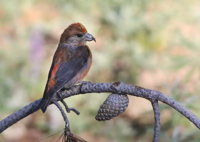 Cassia Crossbill in Idaho: The State’s Unique Endemic Bird