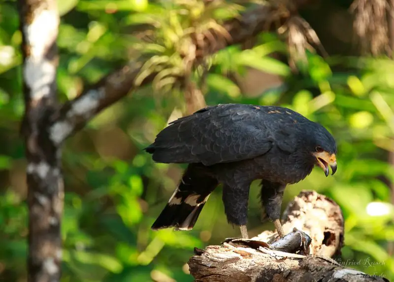20 Hawks of North America and What’s on Their Menu