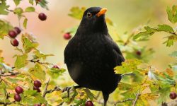 Common Blackbird (Turdus merula): Behavior, Habitat, and Favorite Foods