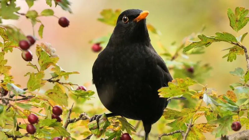 Common Blackbird (Turdus merula)