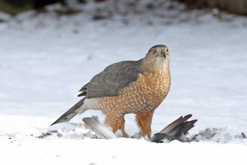 hawks in utah
