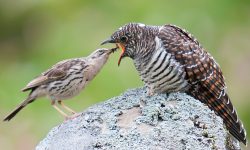 8 Cuckoo Species Seen in Hawaii (with picture)