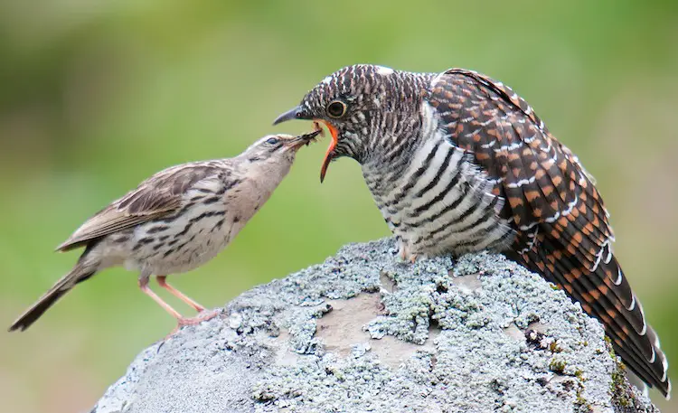8 Cuckoo Species Seen in Hawaii
