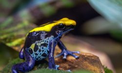 Parental Care in the Rainforest: How Dart Frogs Raise Their Young
