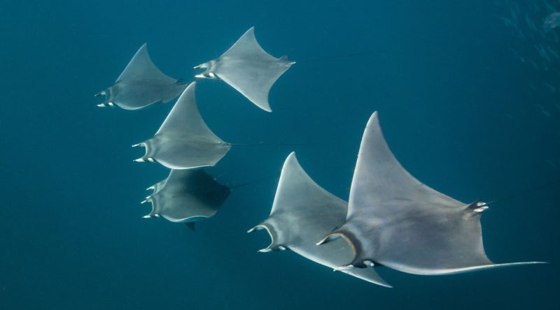 Are These the 10 Strangest Horned Fish in the World?