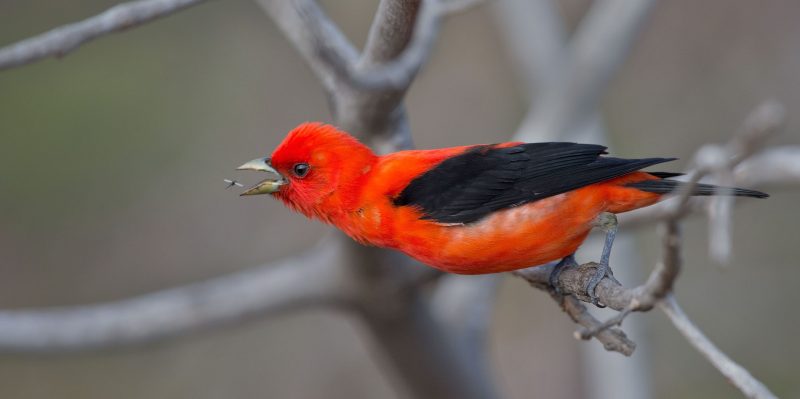 Scarlet Tanagers