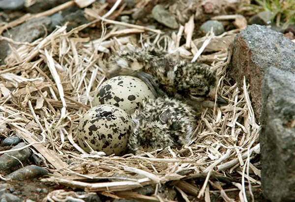 Woodpecker Development- From Egg to Forest Drummer