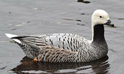 Alaska’s Arctic Beauty: The Striking Emperor Goose