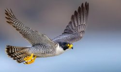 Falcon Vision: How These Birds Spot Prey from Miles Away