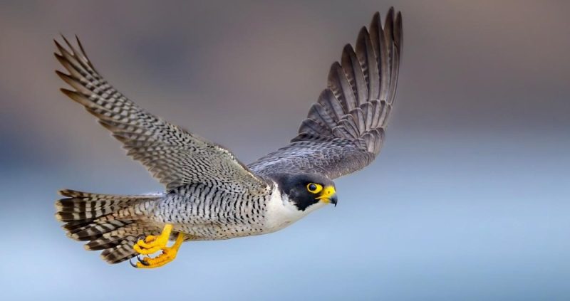 Falcon Vision
