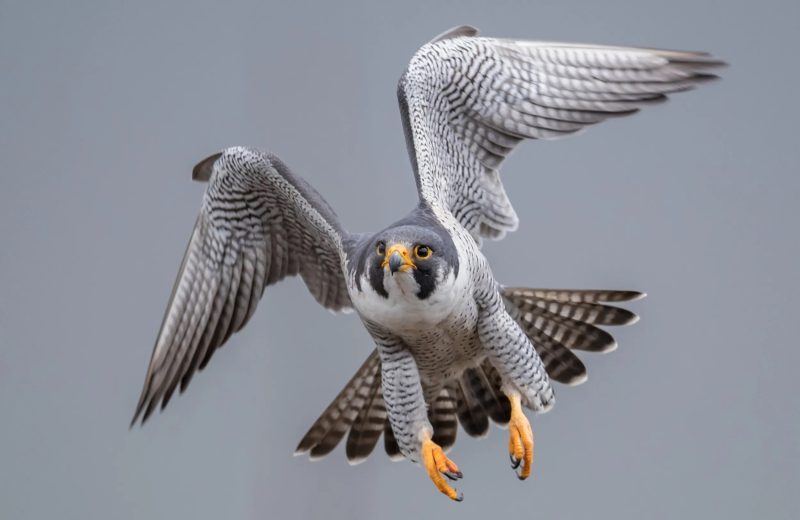 Falcon Vision