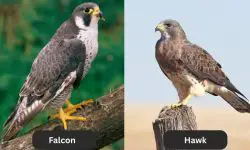 Falcons vs Hawks: How to Tell These Raptor Cousins Apart