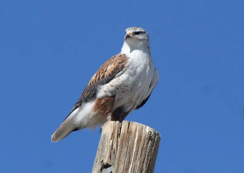 20 Hawks of North America and What’s on Their Menu