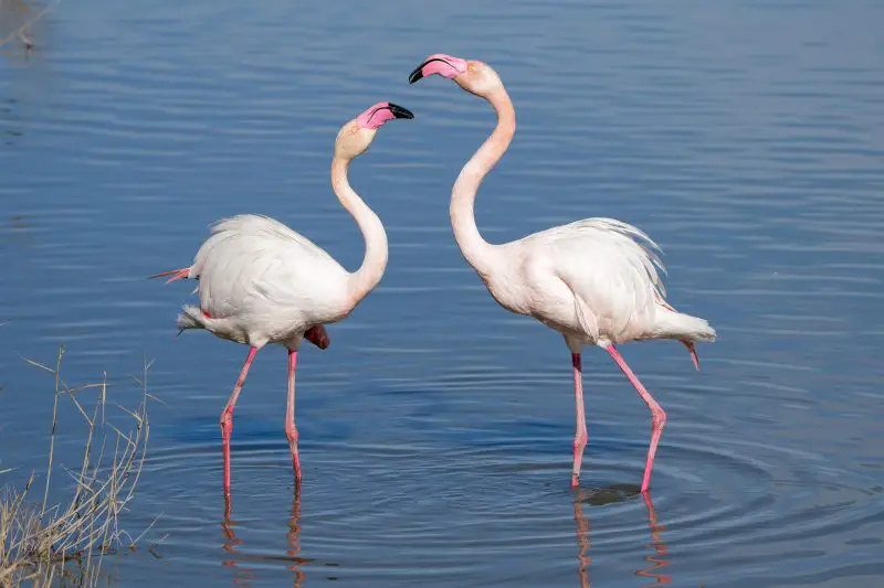 Discover the World’s Best Places to See Flamingos in the Wild