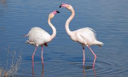 Discover the World’s Best Places to See Flamingos in the Wild
