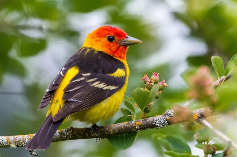 Scarlet Tanagers
