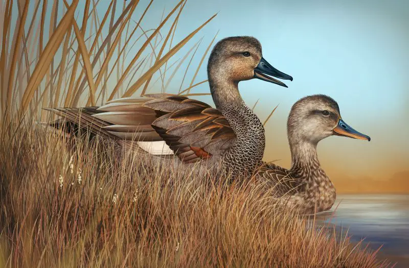 Ducks in Michigan