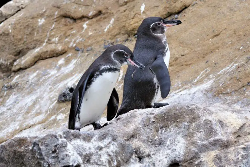 18 Species of Penguins in the World