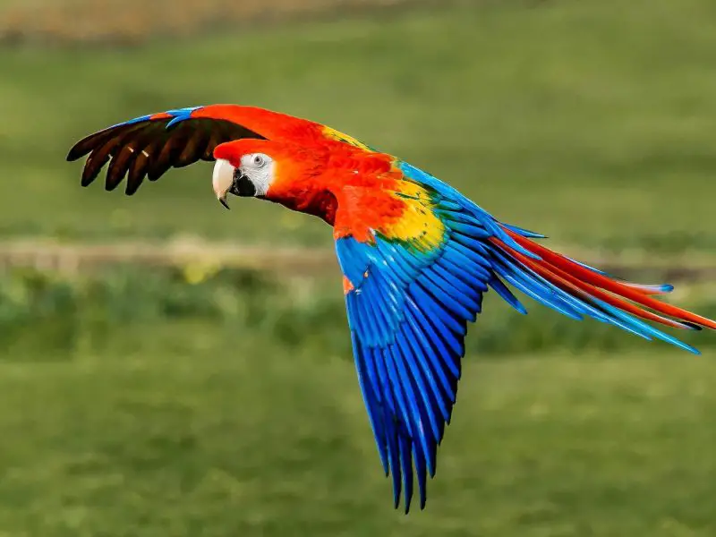 Top 5 Most Beautiful Purple Parrots in the World