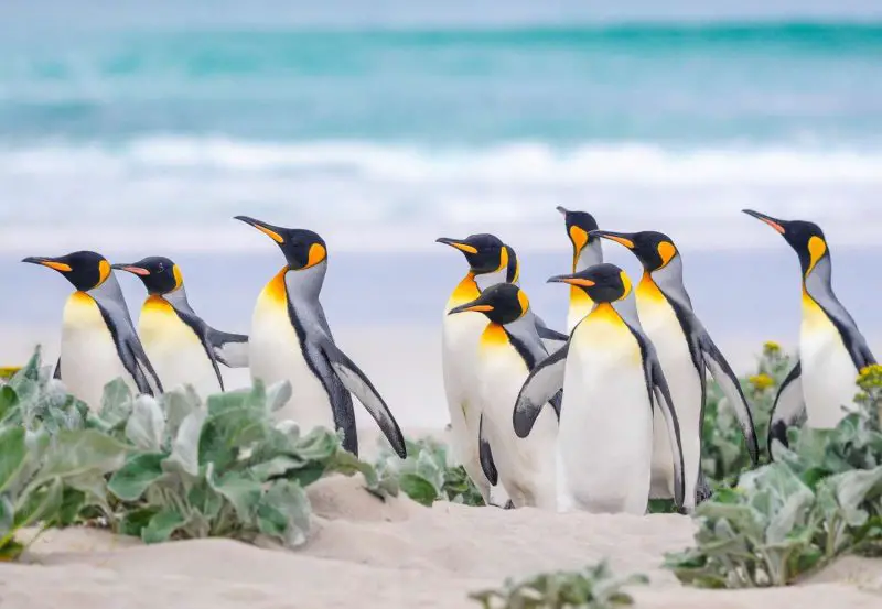 18 Species of Penguins in the World