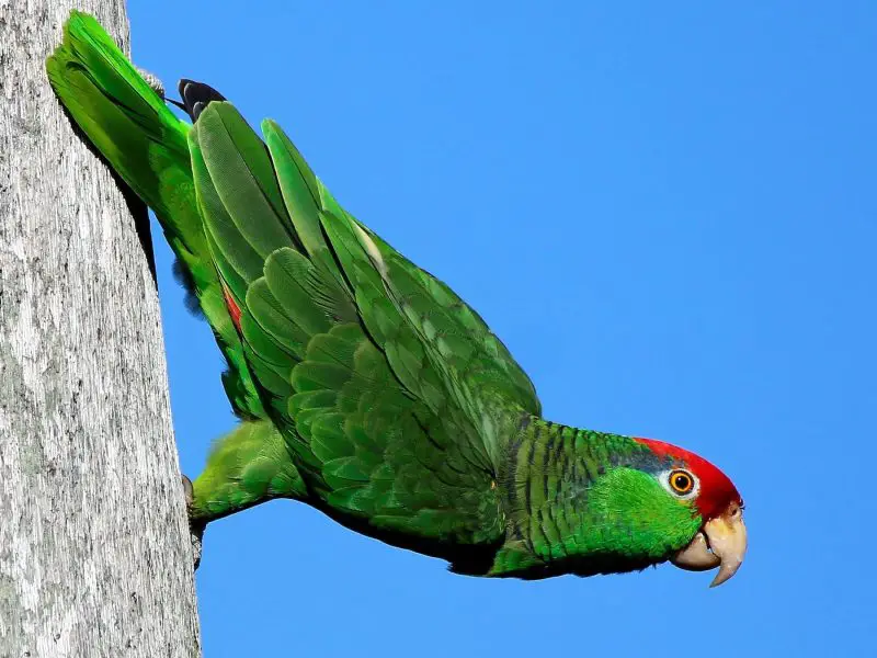 Green Amazon Parrot