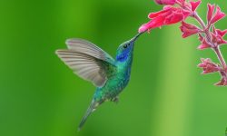 Top 10 Accidental Birds Ever Spotted in Alabama