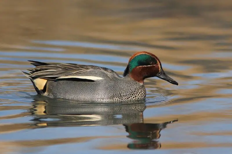 Ducks in Michigan