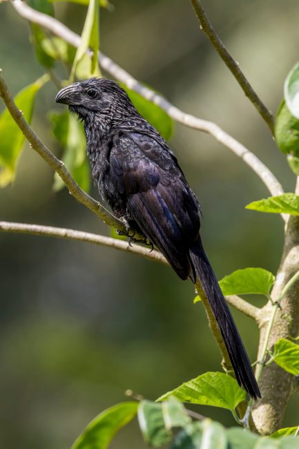 Top 10 Accidental Birds Ever Spotted in Alabama